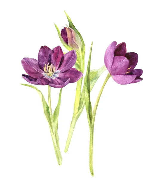 Aquarell violette Tulpen — Stockfoto