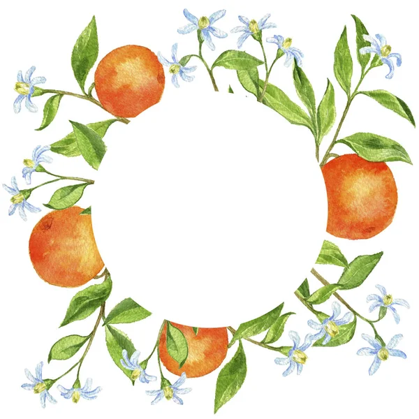 Achtergrond met fruit, takken, bloemen, bladeren en sinaasappelen — Stockfoto