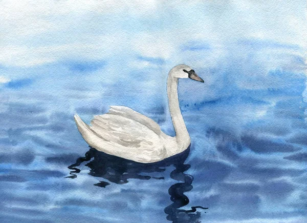 Akvarelu výkresu labuť — Stock fotografie