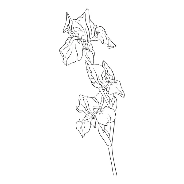 Vector tekening bloem — Stockvector