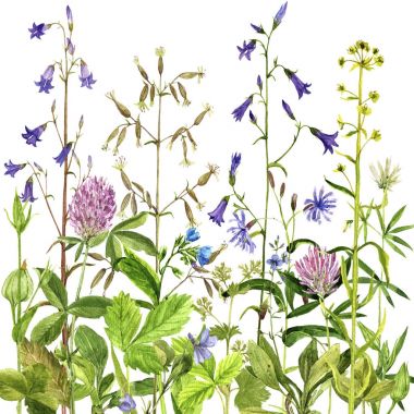 Sulu Boya çizim çiçek ve bitki