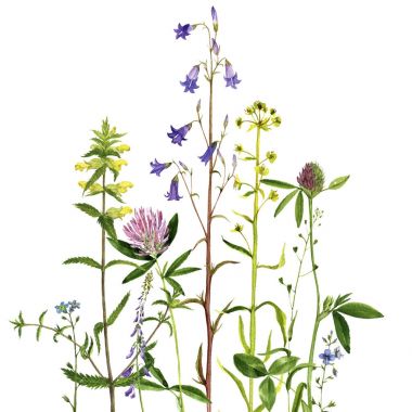 Sulu Boya çizim çiçek ve bitki