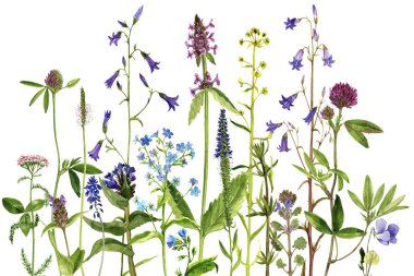 Sulu Boya çizim çiçek ve bitki