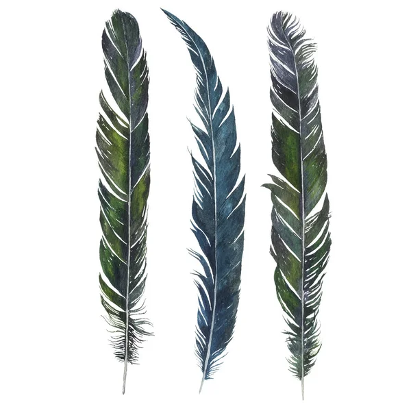 Watercolor drawing feathers — Stock Photo, Image