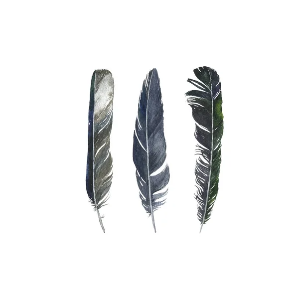 Watercolor drawing feathers — Stock Photo, Image