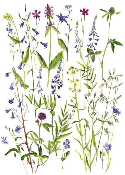 水彩描画花と植物 — ストック写真
