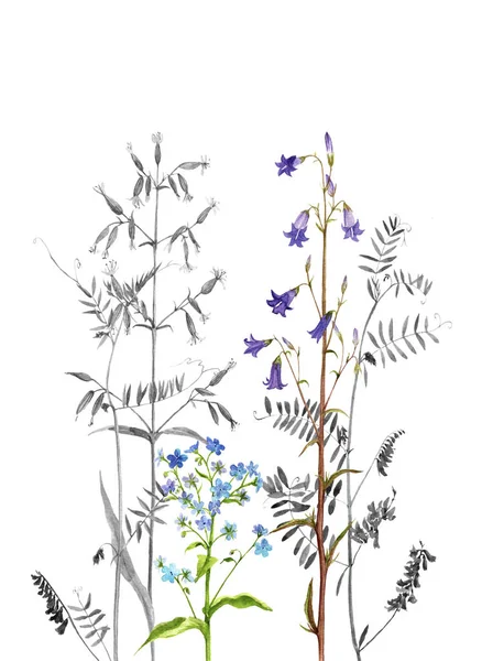 Aquarela desenho flores e plantas — Fotografia de Stock