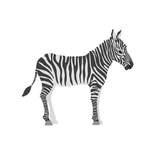 Zebra de desenho animado vetorial — Vetor de Stock