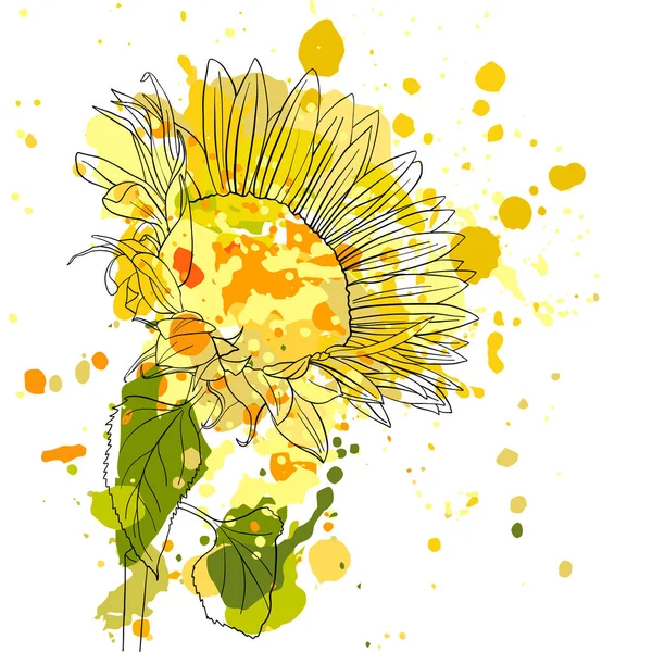Vektorové kreslení slunečnice — Stockový vektor