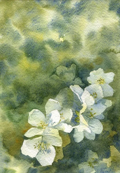 Akvarell vit apple blommar — Stockfoto