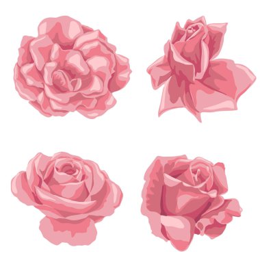 vektör çizimi çiçekleri