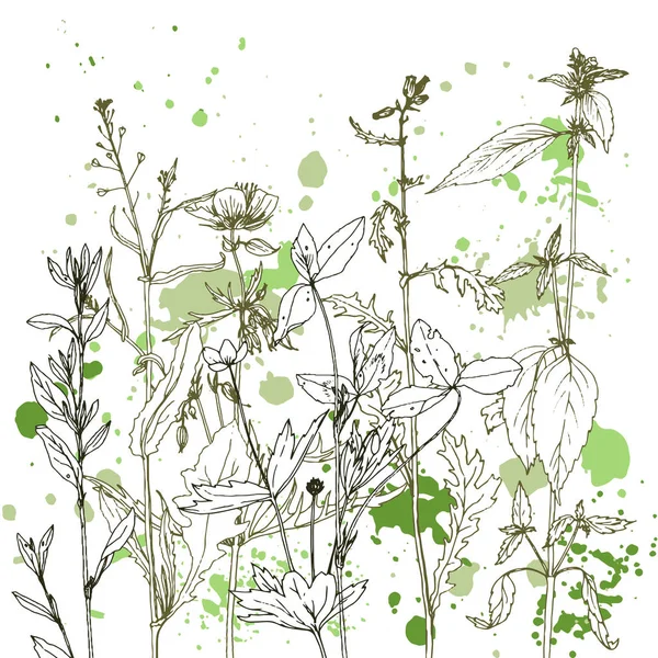 ハーブと花を描くと背景 — ストックベクタ
