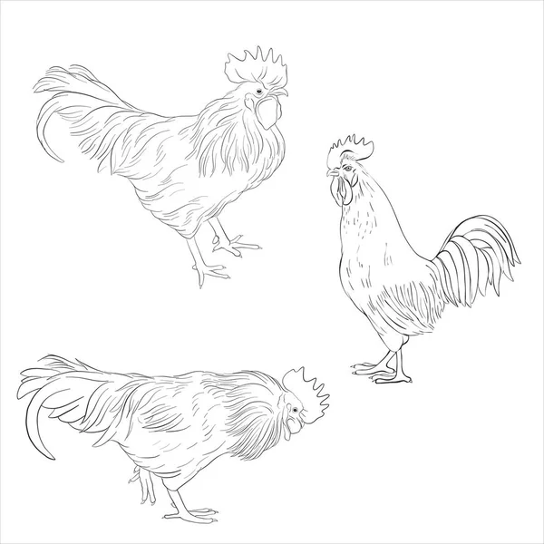 Vector sketch of cocks — Stock Vector