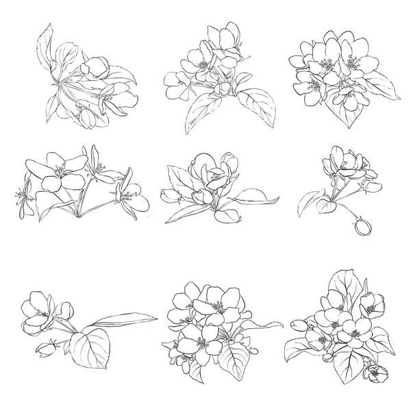 ベクトルアップルの花 — ストックベクタ