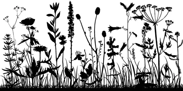 Tło z rysunku zioła i kwiaty — Wektor stockowy
