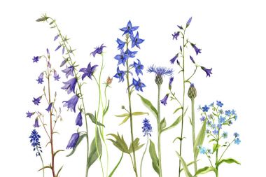 Sulu Boya çizim çiçek ve bitki