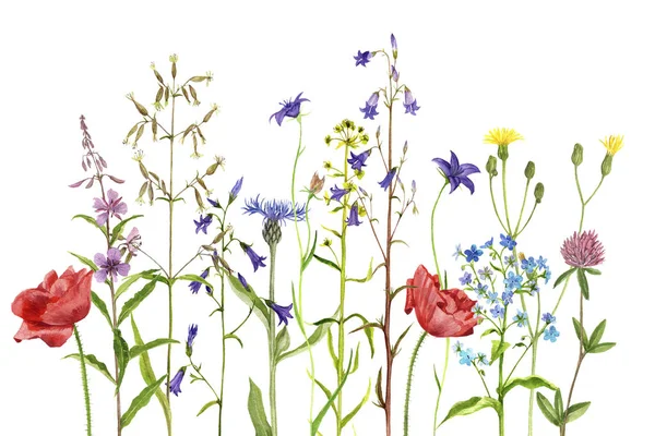 Acuarela dibujo flores y plantas —  Fotos de Stock
