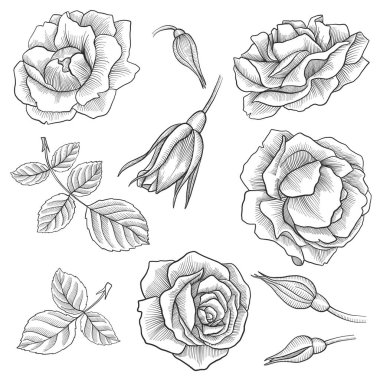 Vintage vektör çiçek set