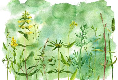 Sulu Boya çizim çiçek ve bitki