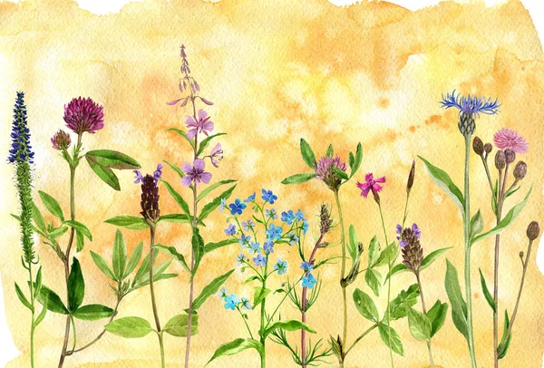 Aquarelle dessin fleurs et plantes — Photo