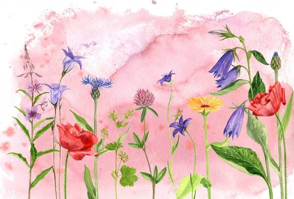Watercolor drawing flowers and plants — Stock Photo, Image