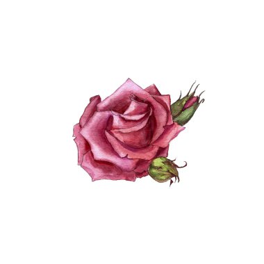 Sulu Boya çizim rose