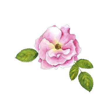 Sulu Boya çizim rose