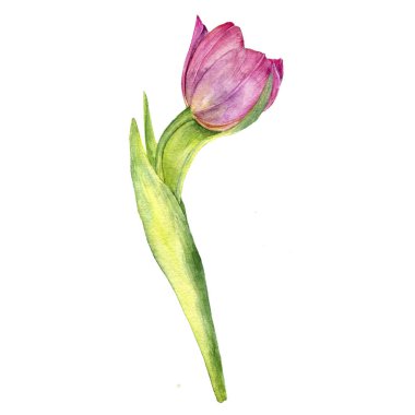 Sulu Boya çizim Pembe Lale