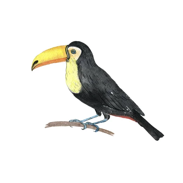 Watercolor gambar toucan — Stok Foto