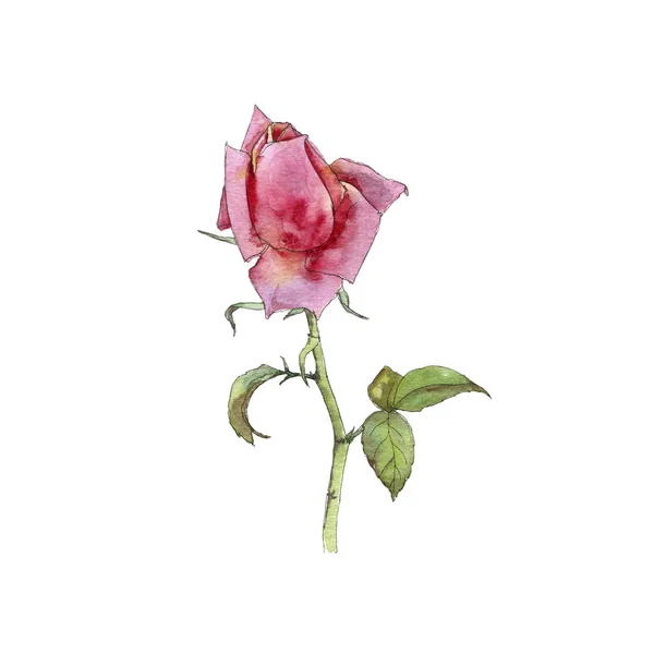watercolor drawing rose