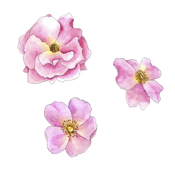 Watercolor drawing rose — Stock Photo, Image