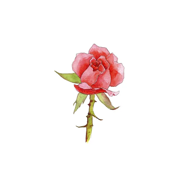 Watercolor drawing rose — Stock Photo, Image