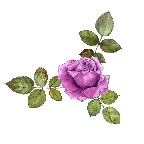 Watercolor drawing rose — Stock Photo, Image