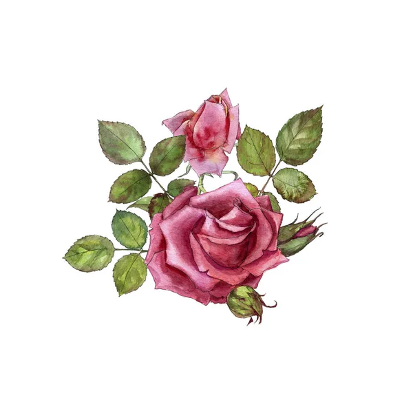 Akvarell ritning rosor — Stockfoto