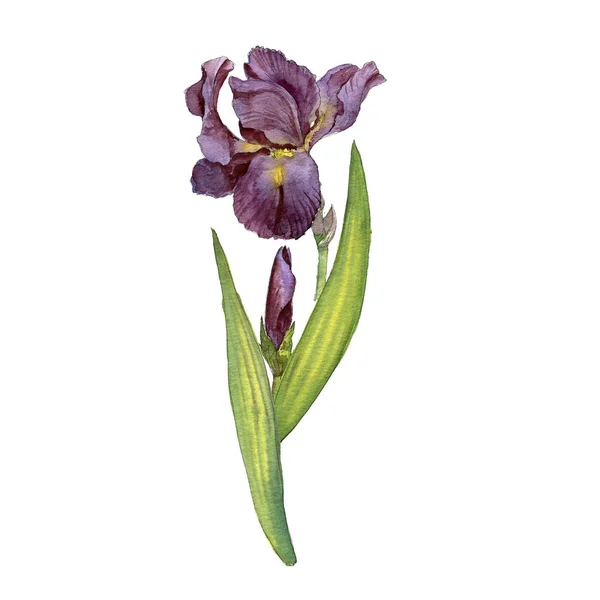 Watercolor drawing iris — Stock Photo, Image