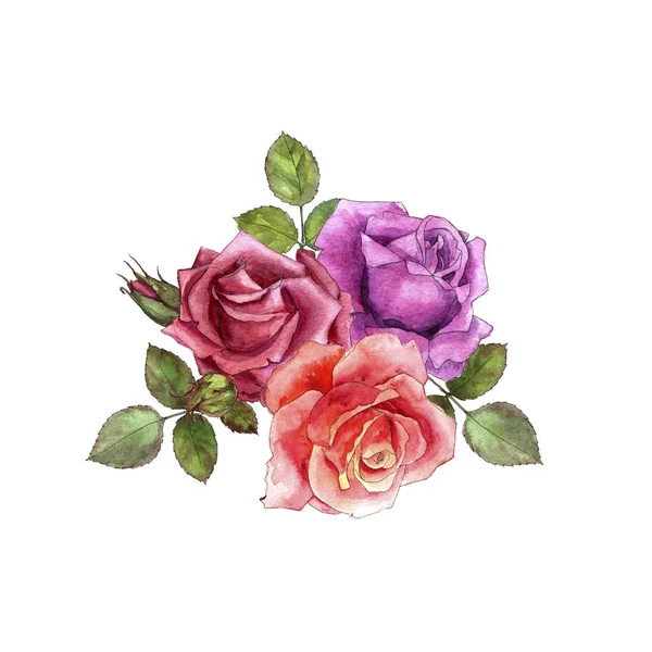 水彩绘画玫瑰 — 图库照片