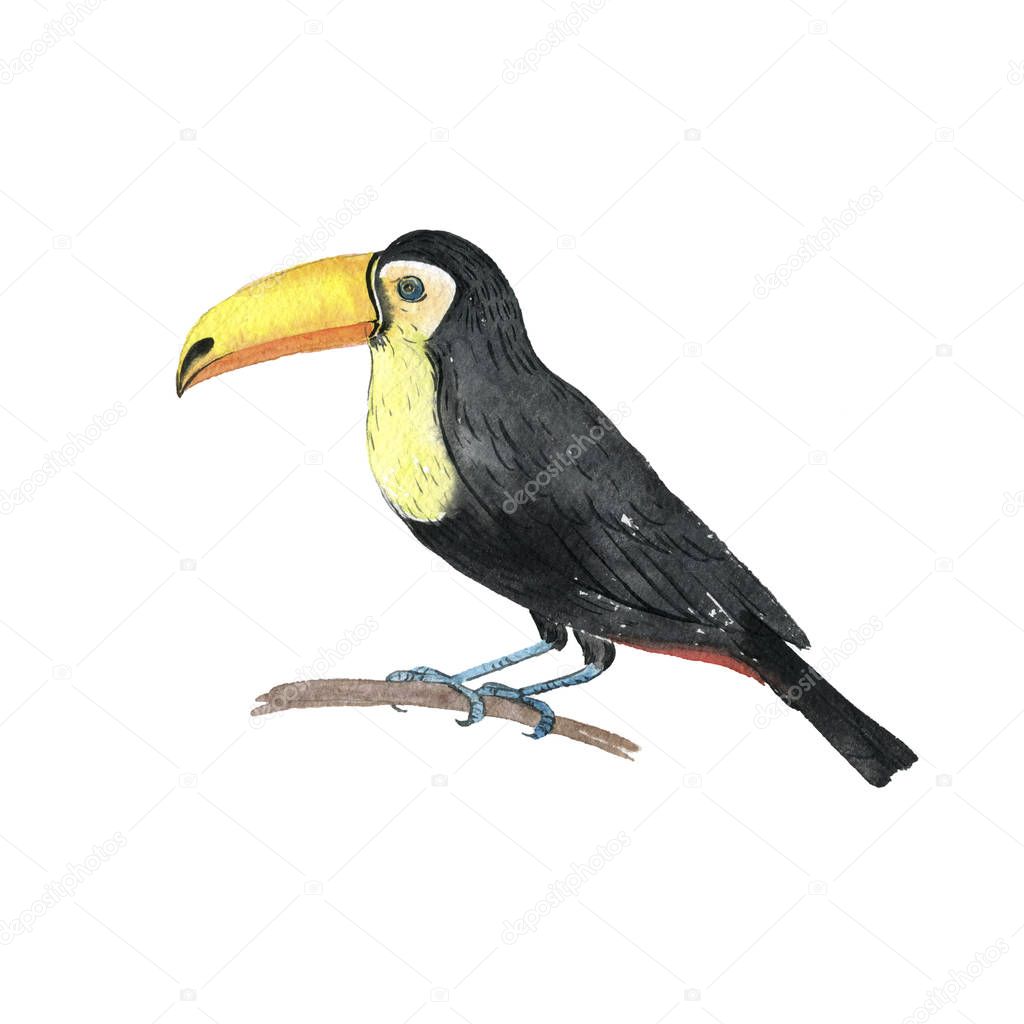 watercolor drawing toucan