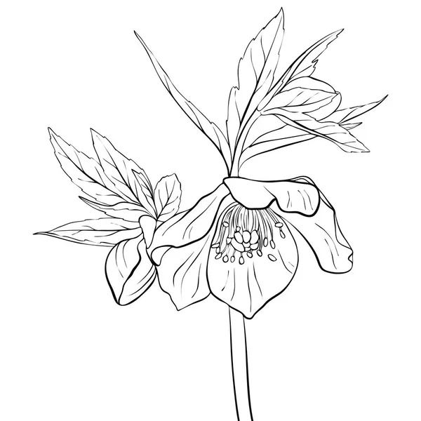 Vector dibujo flor del hellebore — Archivo Imágenes Vectoriales