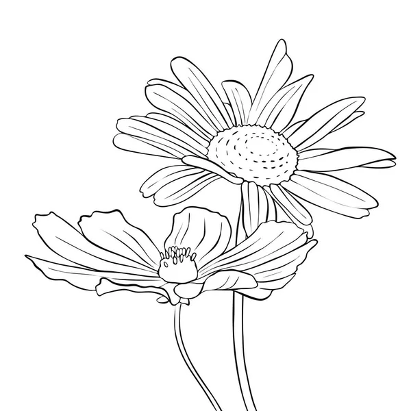 Vector dibujo flores de margarita — Archivo Imágenes Vectoriales