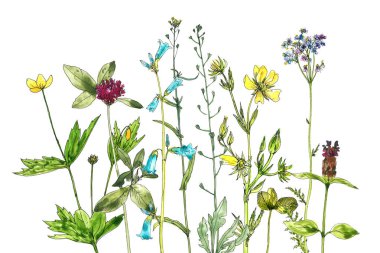 Sulu Boya çizim çiçek ve bitki