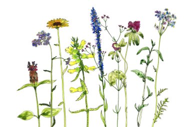 Sulu Boya çizim çiçek ve bitki