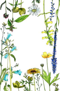 Sulu Boya çizim çiçek ve bitki