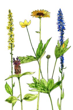 Sulu Boya çizim çiçek ve bitki