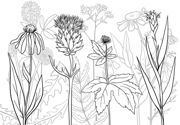 Plantas medicinales vector — Vector de stock