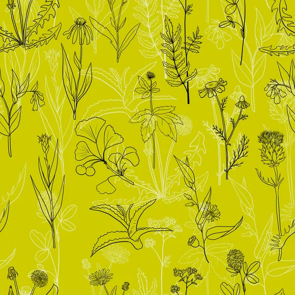 Vector seamless pattern with medical plants — Stock Illustration Vector seamless pattern with medical plants Royalty Free Stock Vectors