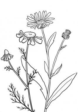 vektör tıbbi bitkiler