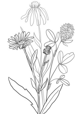 vektör tıbbi bitkiler