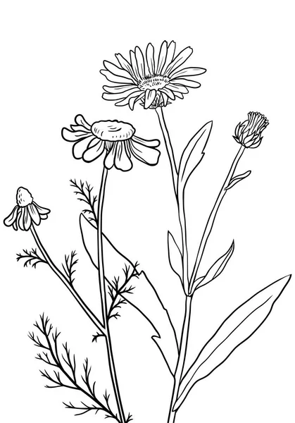 vektör tıbbi bitkiler