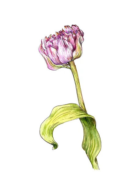Akvarelu výkresu růžový Tulipán — Stock fotografie