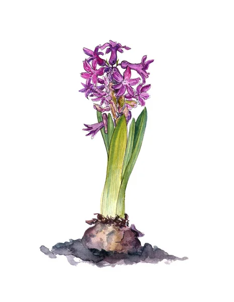 Watercolor drawing hyacinth flower — Stock Photo, Image